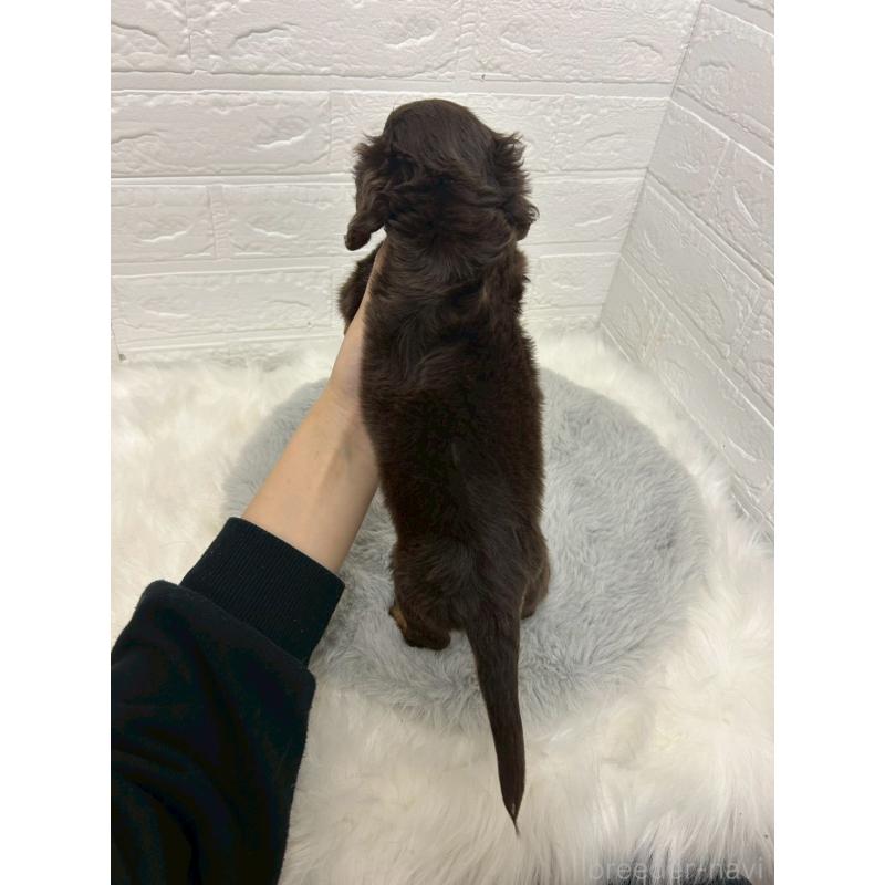 販売中の岡山県のミニチュアダックスフンド(ロングヘアード)-432190の2枚目