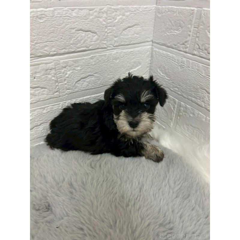 販売中の岡山県のミニチュアシュナウザー-432191の12枚目