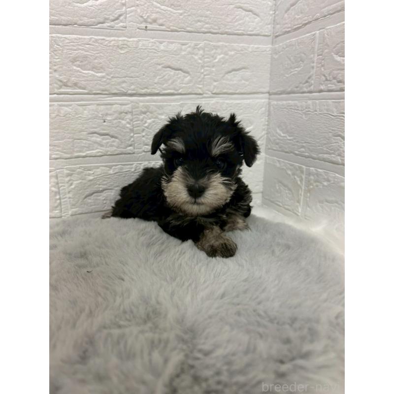 販売中の岡山県のミニチュアシュナウザー-432191の11枚目