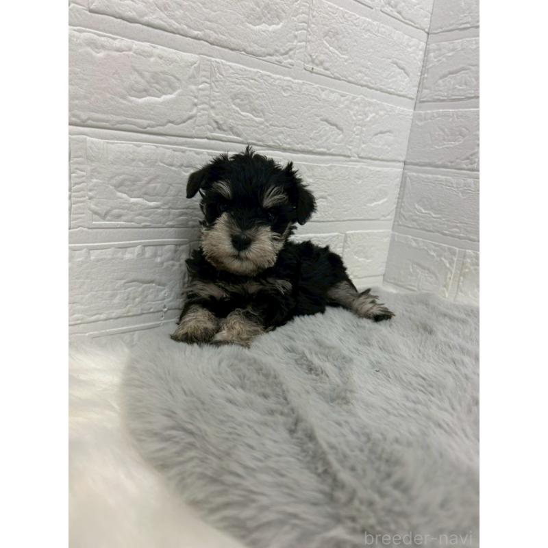 販売中の岡山県のミニチュアシュナウザー-432191の10枚目