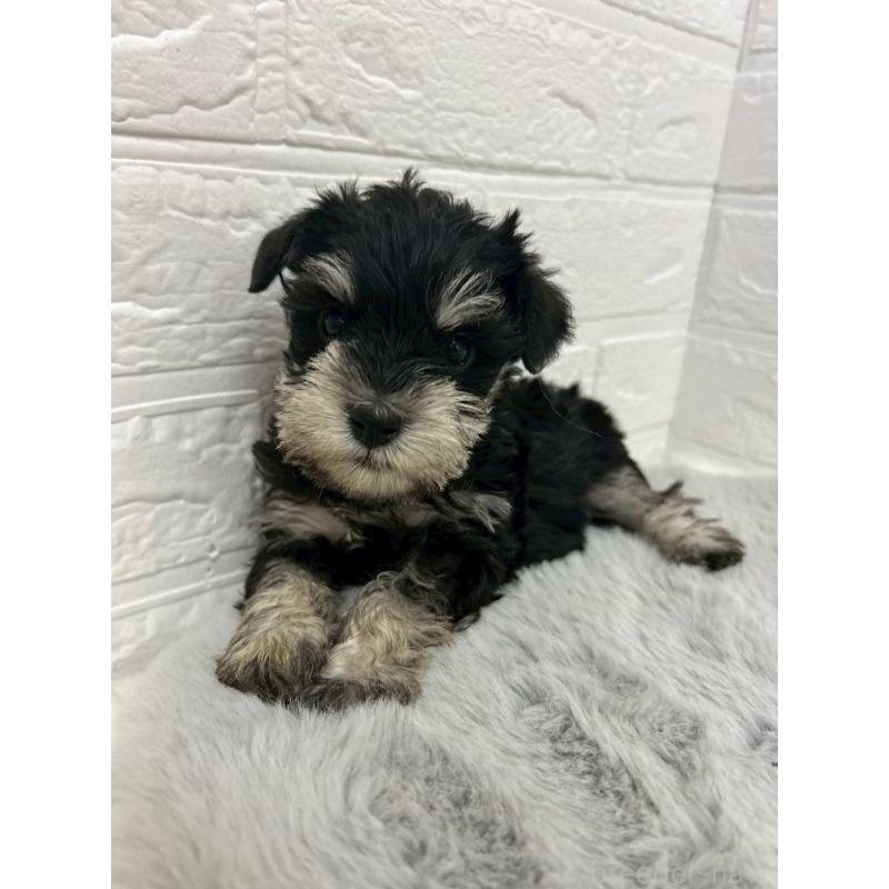 販売中の岡山県のミニチュアシュナウザー-432191の9枚目