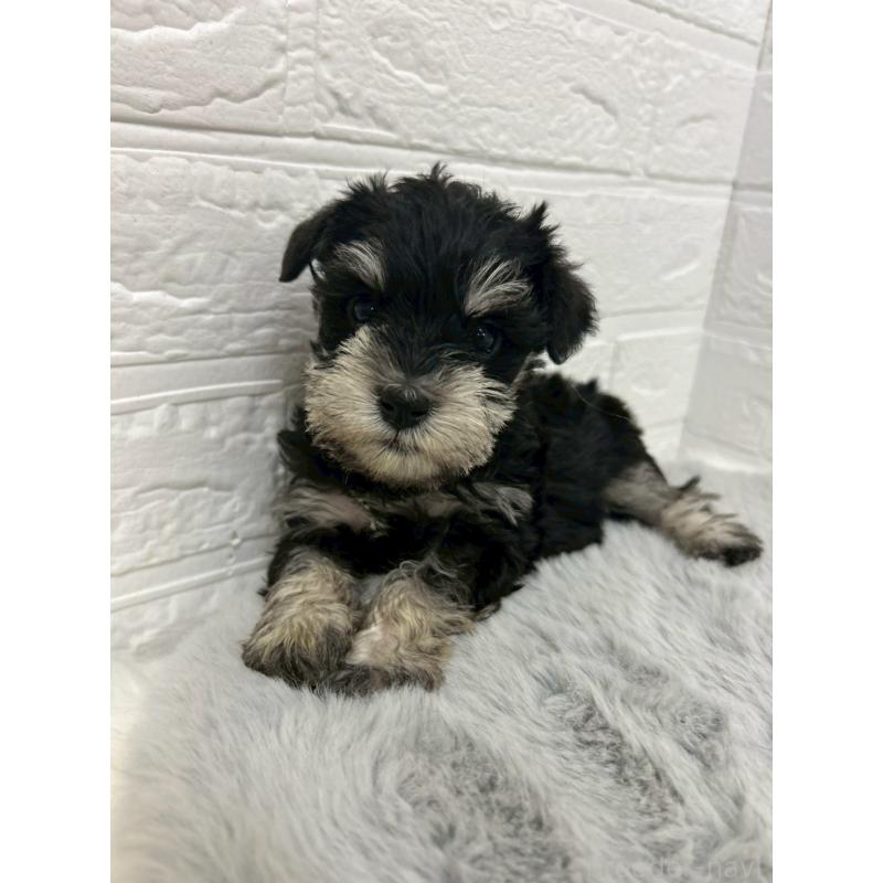 販売中の岡山県のミニチュアシュナウザー-432191の8枚目