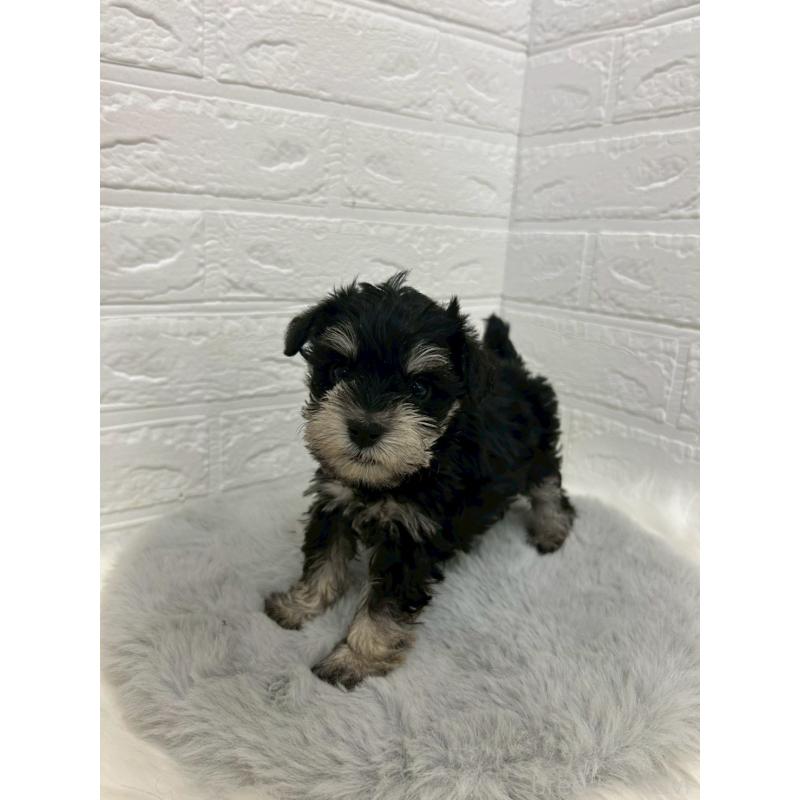 販売中の岡山県のミニチュアシュナウザー-432191の7枚目