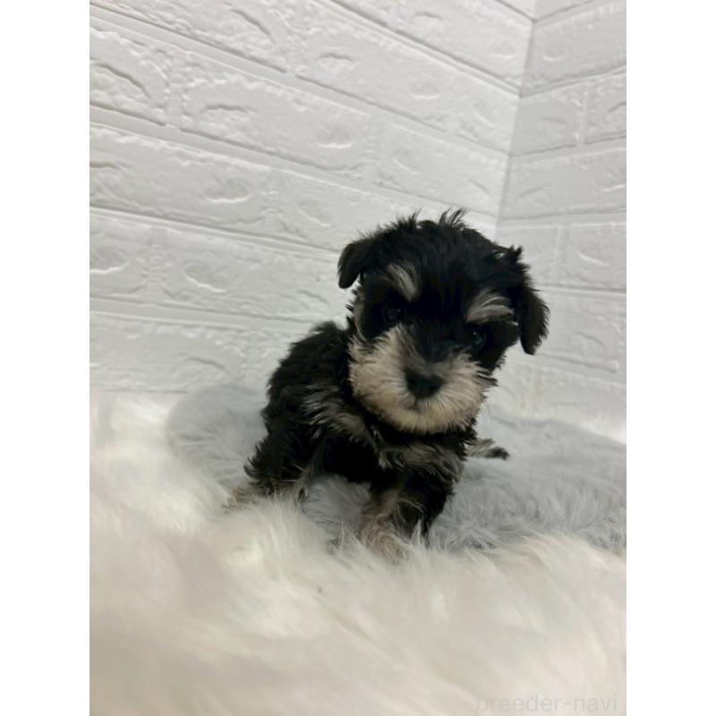 販売中の岡山県のミニチュアシュナウザー-432191の6枚目