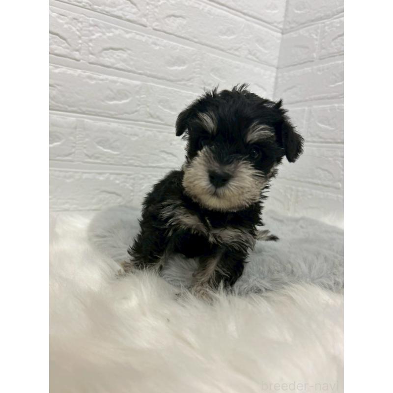 販売中の岡山県のミニチュアシュナウザー-432191の5枚目