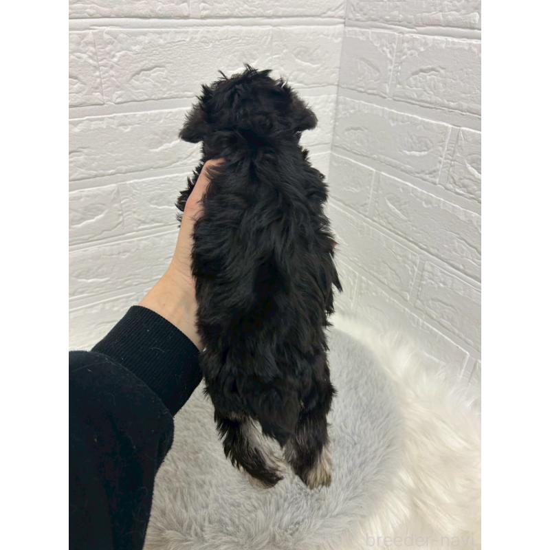 販売中の岡山県のミニチュアシュナウザー-432191の4枚目