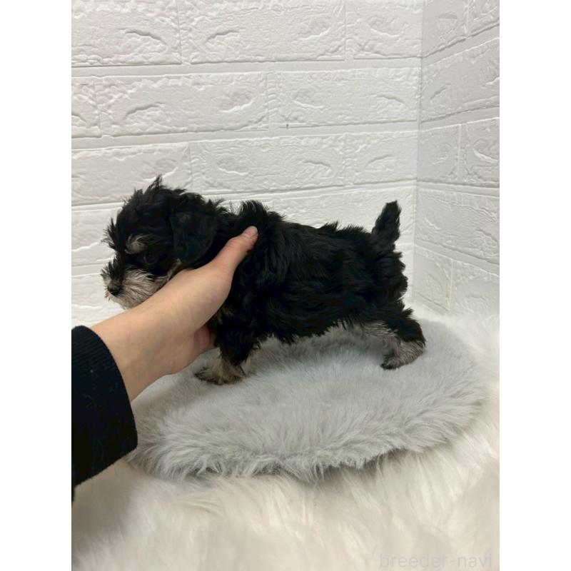 販売中の岡山県のミニチュアシュナウザー-432191の3枚目