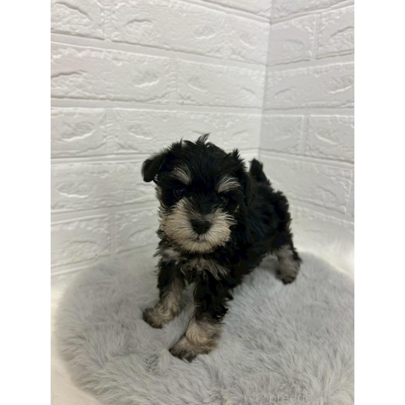 販売中の岡山県のミニチュアシュナウザー-432191の2枚目