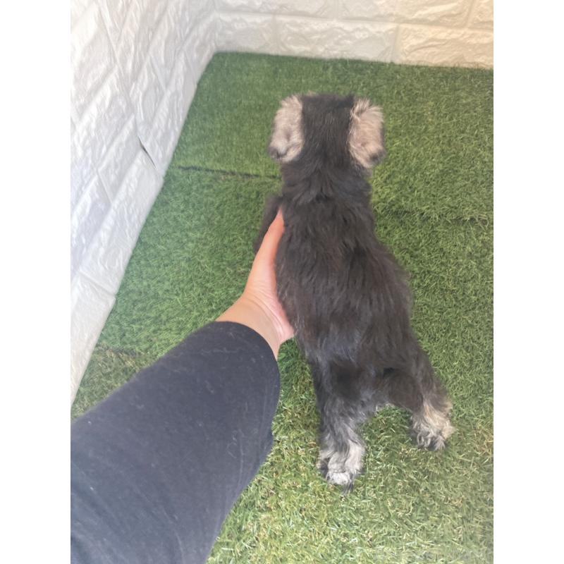 販売中の岡山県のミニチュアシュナウザー-432192の10枚目