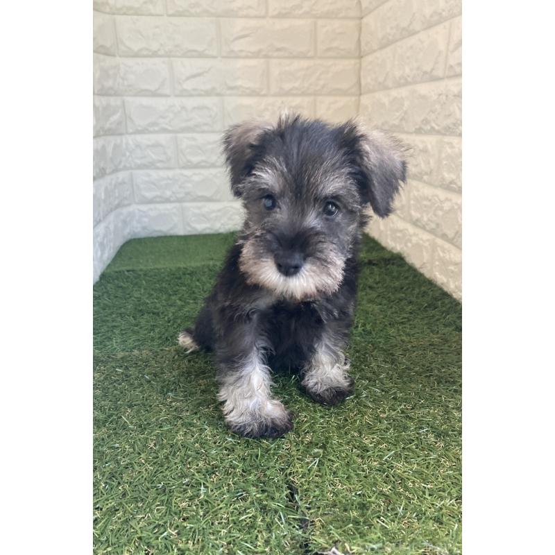 販売中の岡山県のミニチュアシュナウザー-432192の9枚目