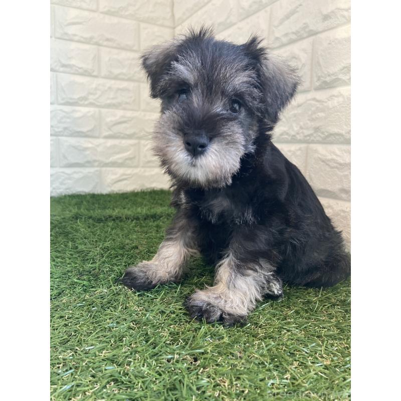 販売中の岡山県のミニチュアシュナウザー-432192の4枚目