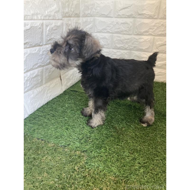 販売中の岡山県のミニチュアシュナウザー-432192の3枚目