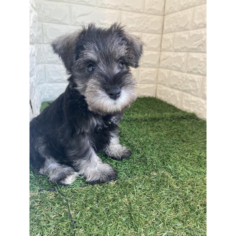 販売中の岡山県のミニチュアシュナウザー-432192の2枚目