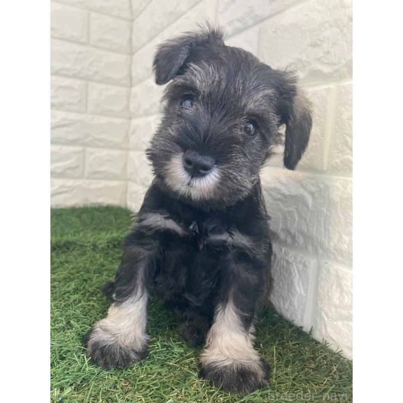 販売中の岡山県のミニチュアシュナウザー-432193