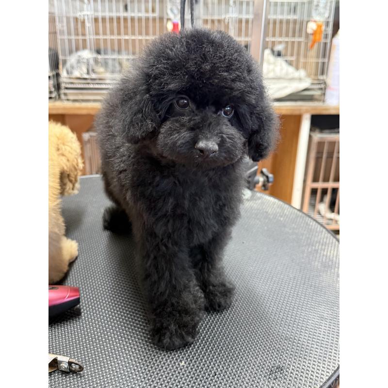 販売中の栃木県のタイニープードル-421734の10枚目