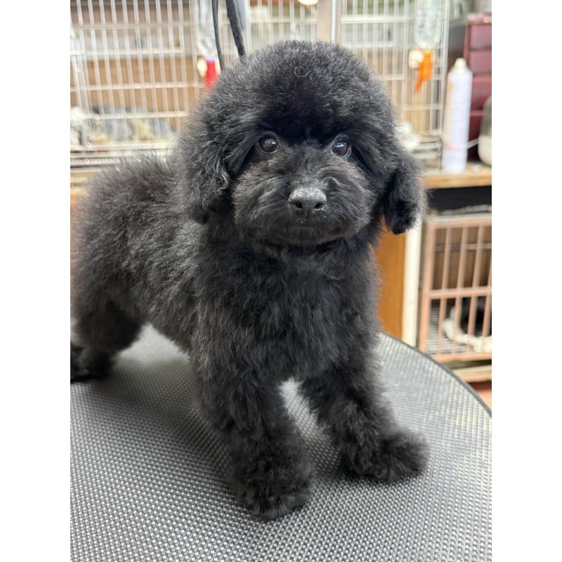 販売中の栃木県のタイニープードル-421734の9枚目