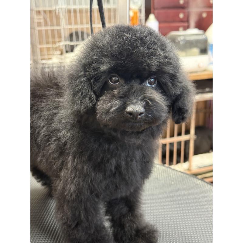 販売中の栃木県のタイニープードル-421734の8枚目