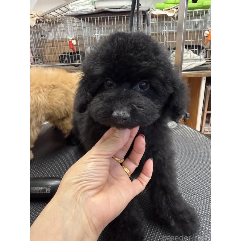 販売中の栃木県のタイニープードル-421734の7枚目