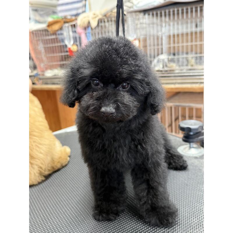 販売中の栃木県のタイニープードル-421734の6枚目