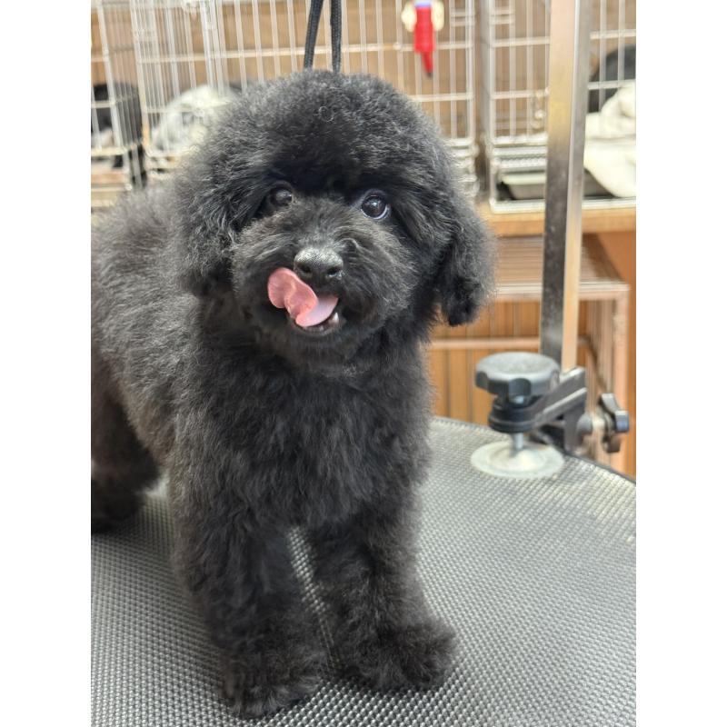 販売中の栃木県のタイニープードル-421734の5枚目