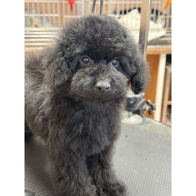 販売中の栃木県のタイニープードル-421734の4枚目