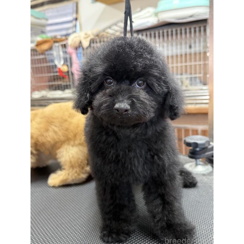 販売中の栃木県のタイニープードル-421734の3枚目