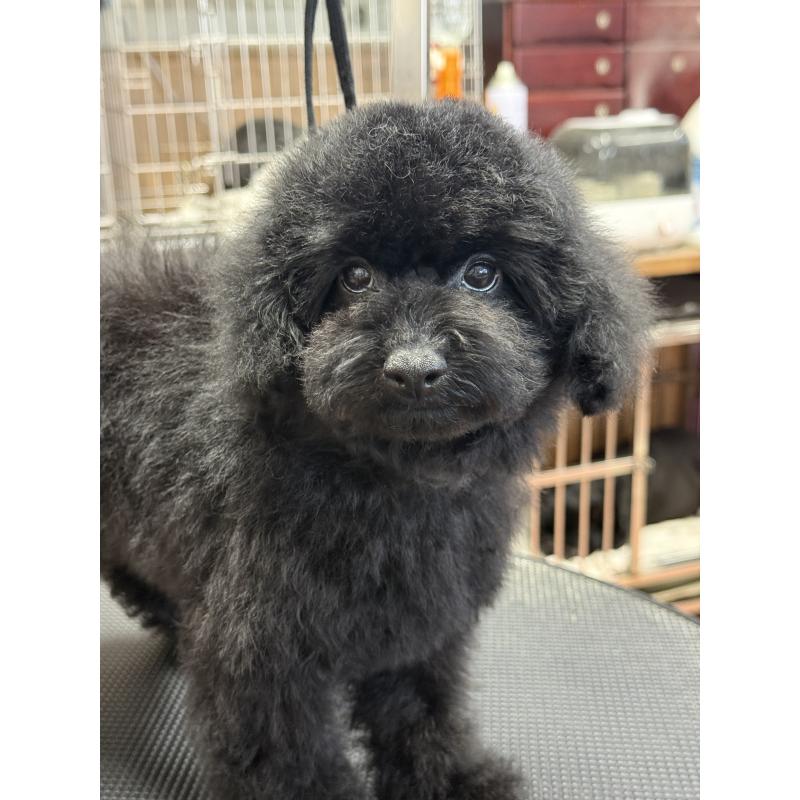 販売中の栃木県のタイニープードル-421734の2枚目