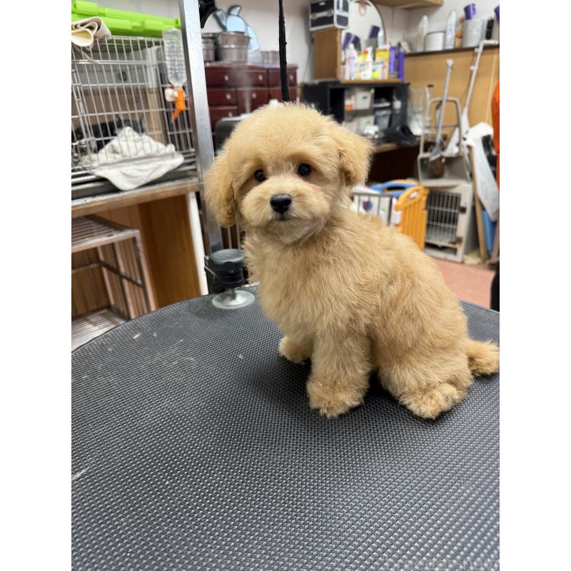 販売中の栃木県のタイニープードル-421730の10枚目