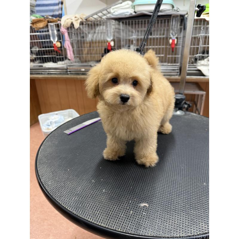 販売中の栃木県のタイニープードル-421730の9枚目