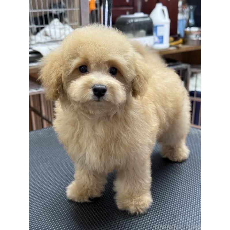 販売中の栃木県のタイニープードル-421730の8枚目