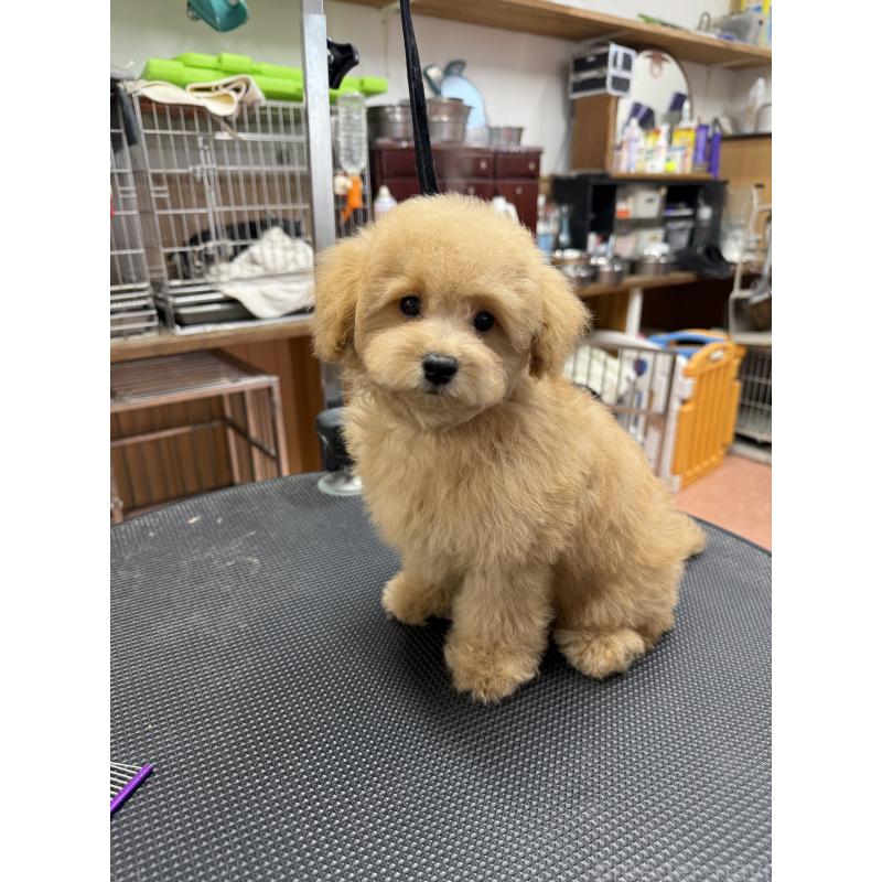 販売中の栃木県のタイニープードル-421730の7枚目