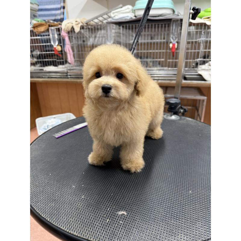 販売中の栃木県のタイニープードル-421730の6枚目