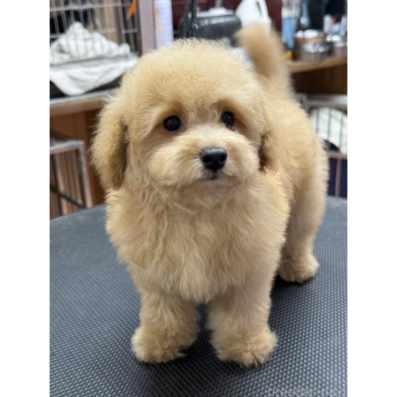 販売中の栃木県のタイニープードル-421730の5枚目