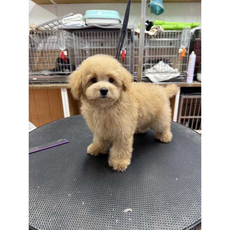 販売中の栃木県のタイニープードル-421730の4枚目