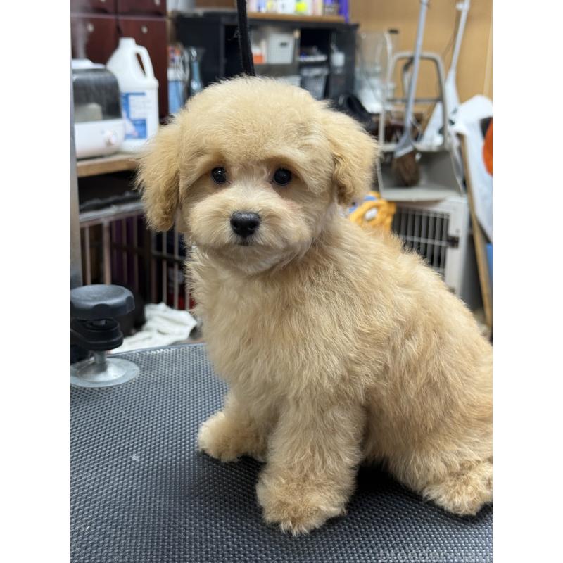 販売中の栃木県のタイニープードル-421730の3枚目