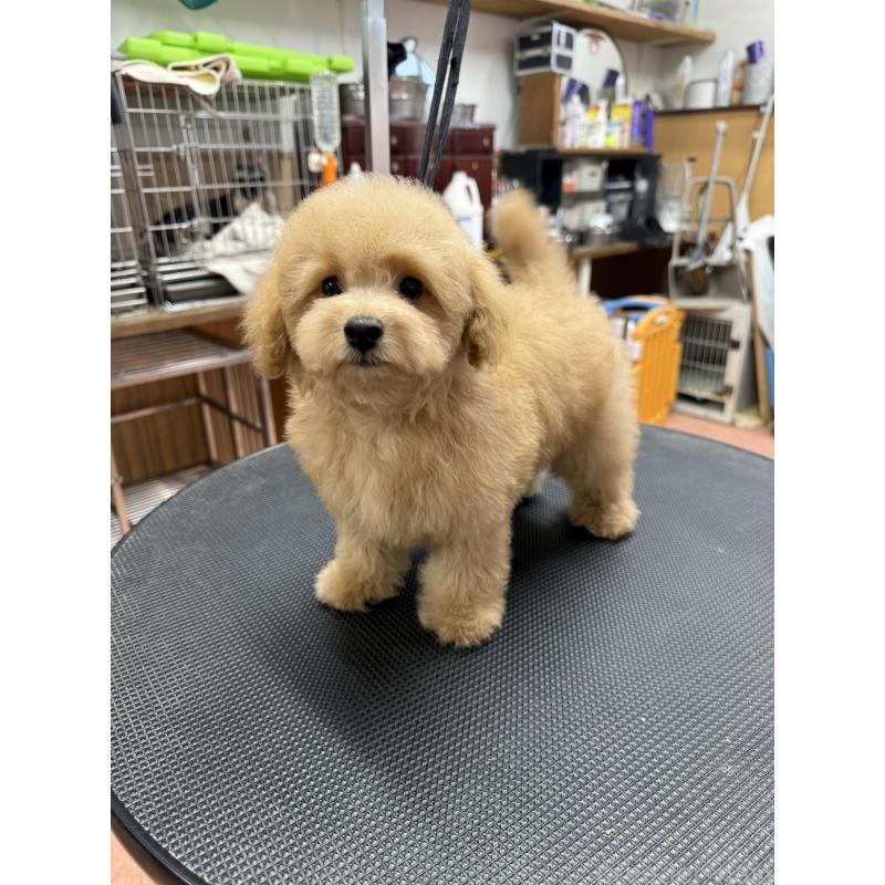 販売中の栃木県のタイニープードル-421730の2枚目