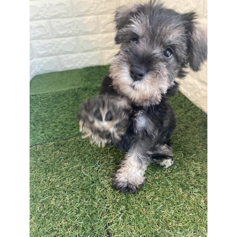 販売中の東京都のミニチュアシュナウザー-432195の9枚目