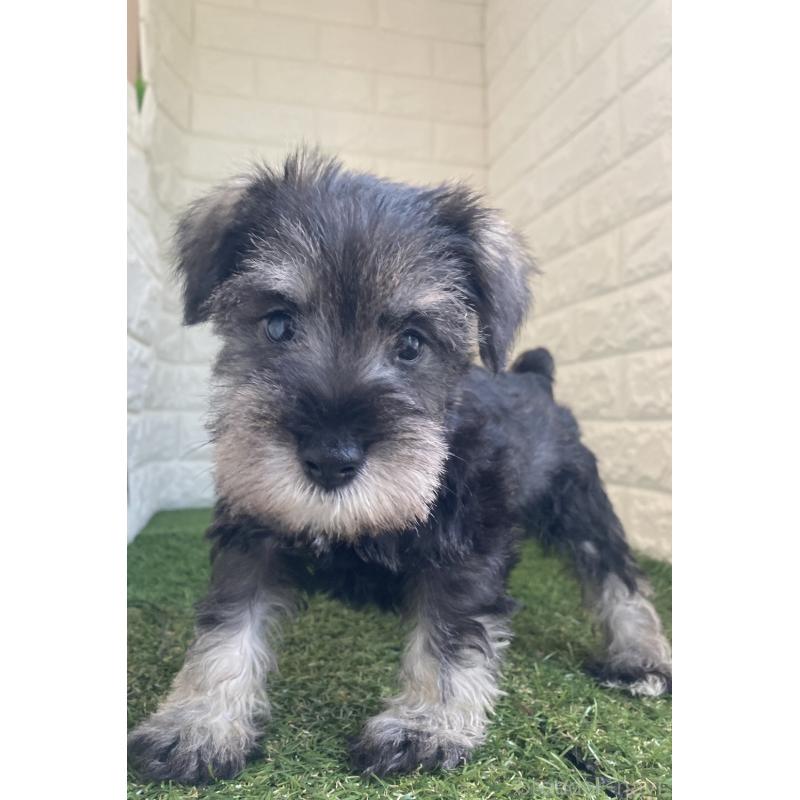 販売中の東京都のミニチュアシュナウザー-432195の8枚目