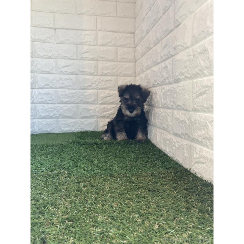 販売中の東京都のミニチュアシュナウザー-432195の7枚目