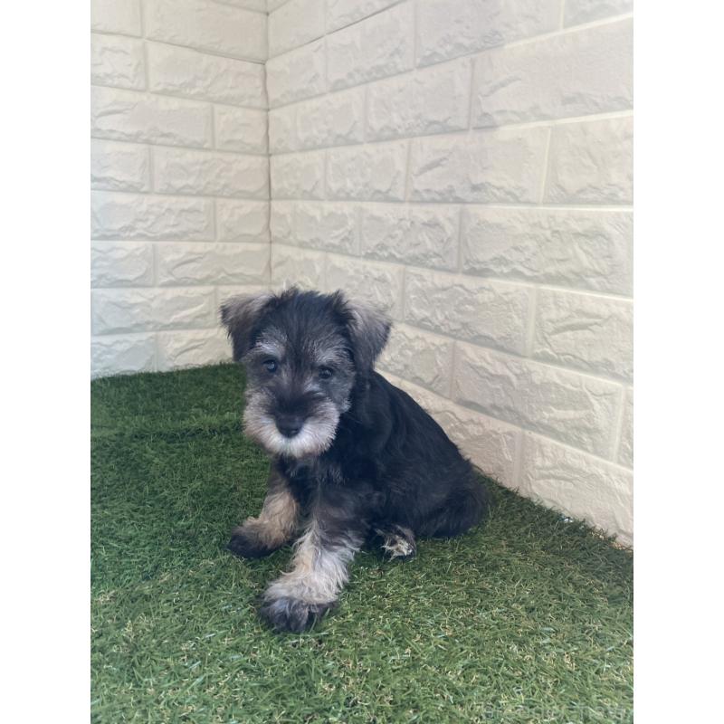 販売中の東京都のミニチュアシュナウザー-432195の5枚目