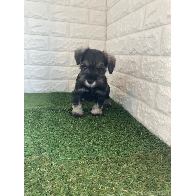 販売中の東京都のミニチュアシュナウザー-432196の7枚目