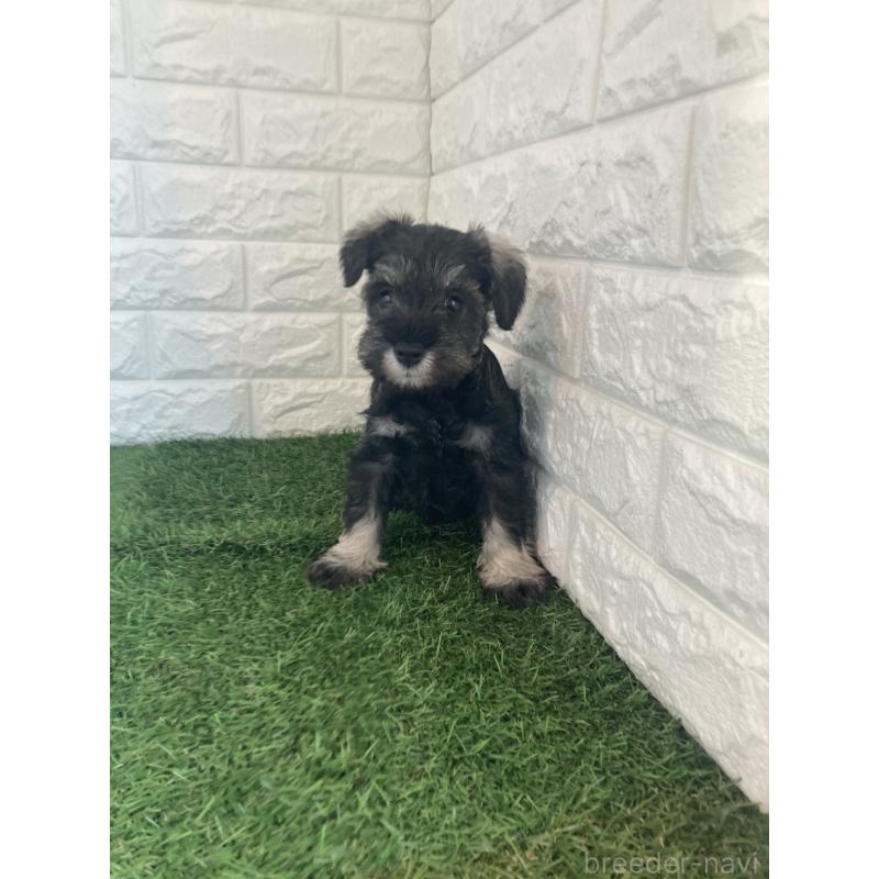 販売中の東京都のミニチュアシュナウザー-432196の6枚目