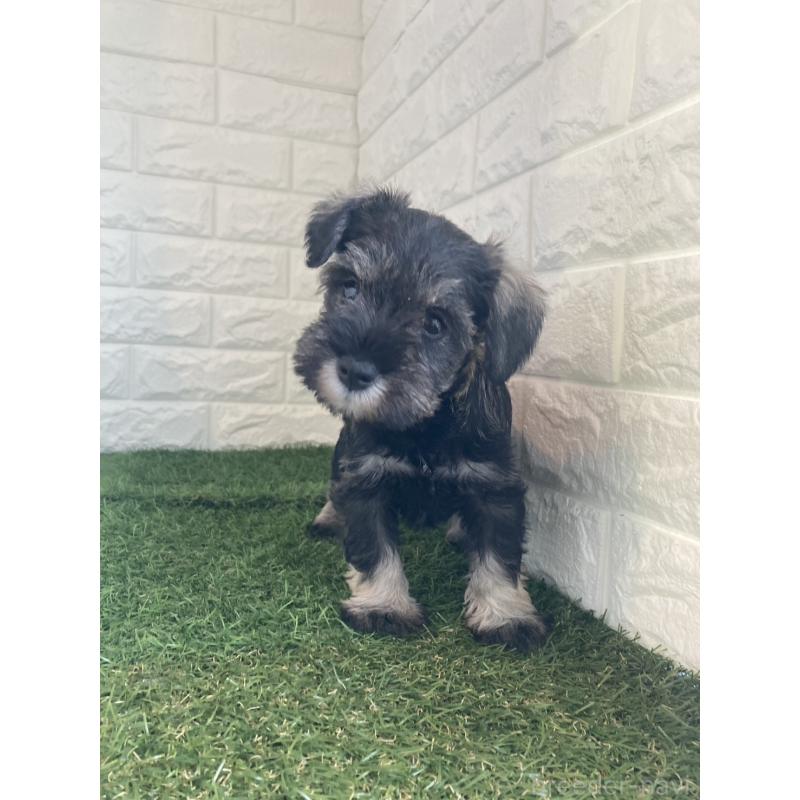 販売中の東京都のミニチュアシュナウザー-432196の5枚目