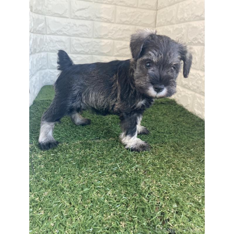 販売中の東京都のミニチュアシュナウザー-432196の4枚目