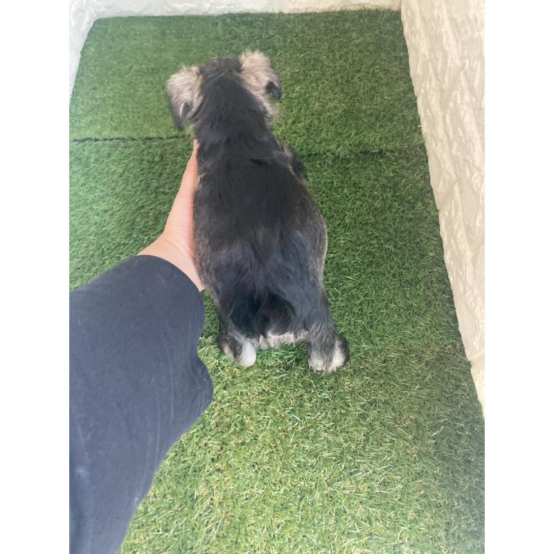 販売中の東京都のミニチュアシュナウザー-432196の3枚目