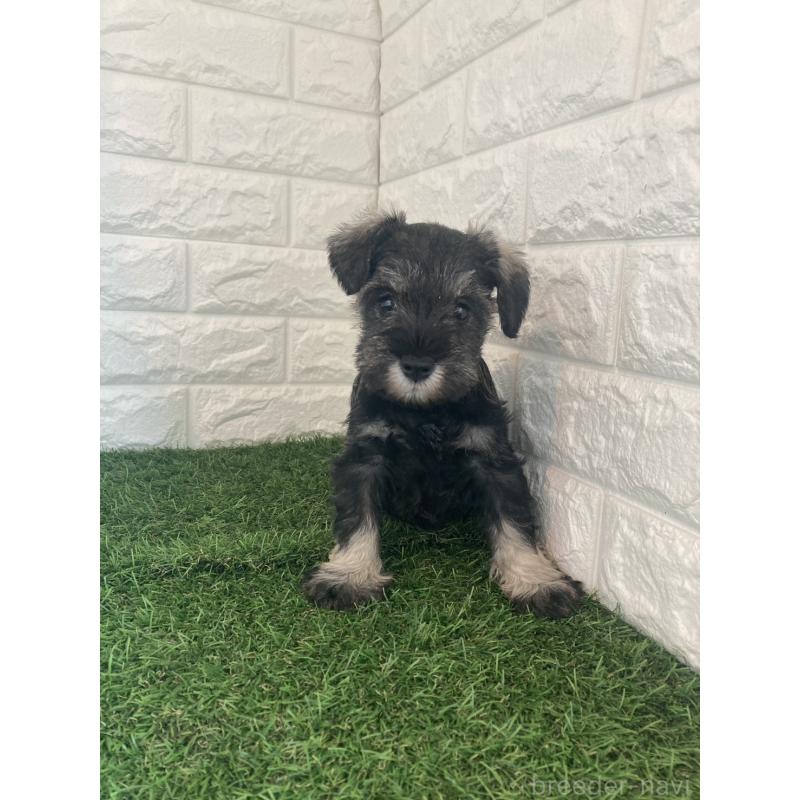 販売中の東京都のミニチュアシュナウザー-432196の2枚目