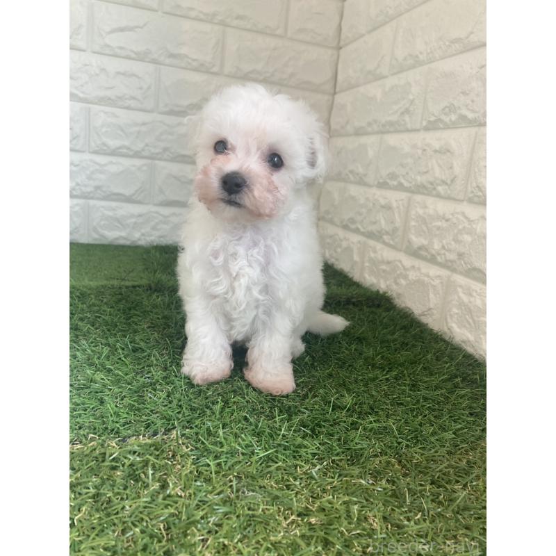 販売中の東京都のビションフリーゼ-432197の7枚目