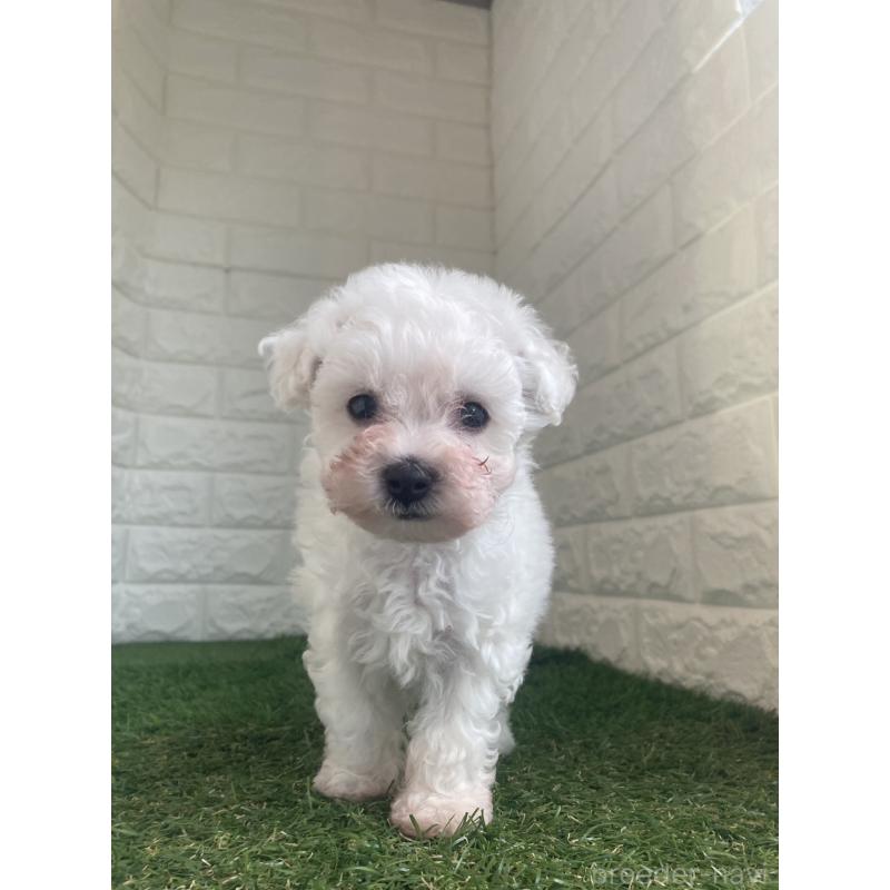 販売中の東京都のビションフリーゼ-432197の6枚目