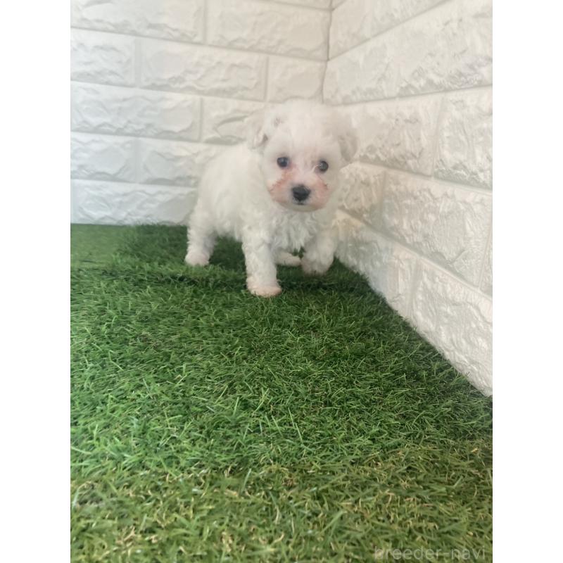 販売中の東京都のビションフリーゼ-432197の5枚目