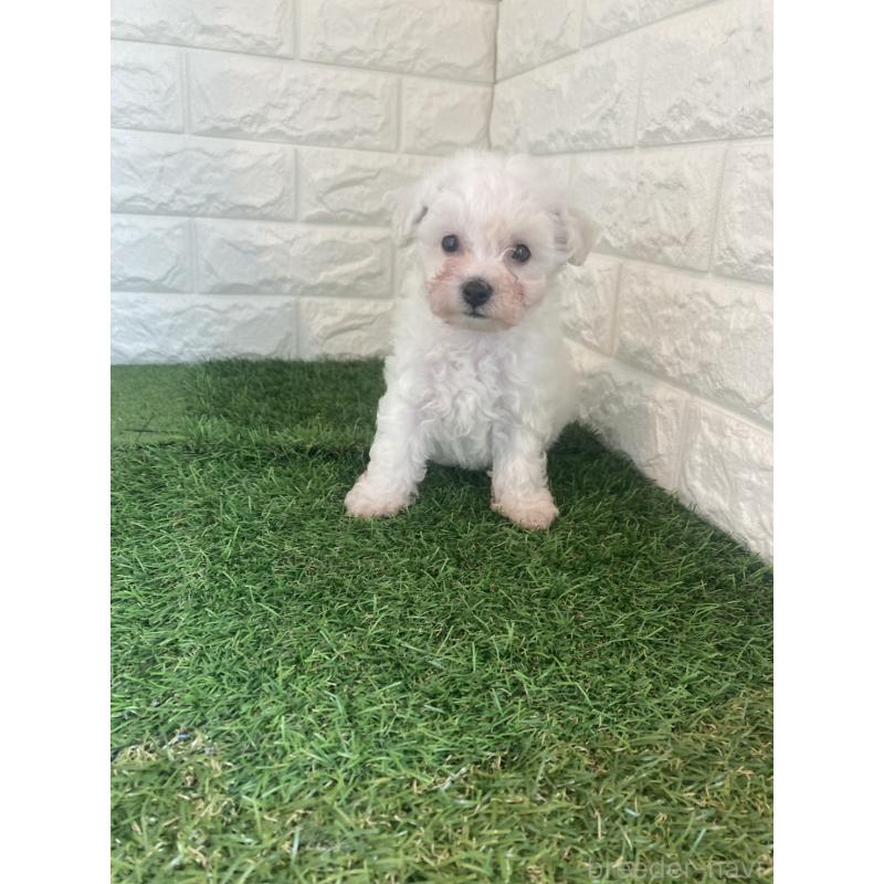 販売中の東京都のビションフリーゼ-432197の4枚目